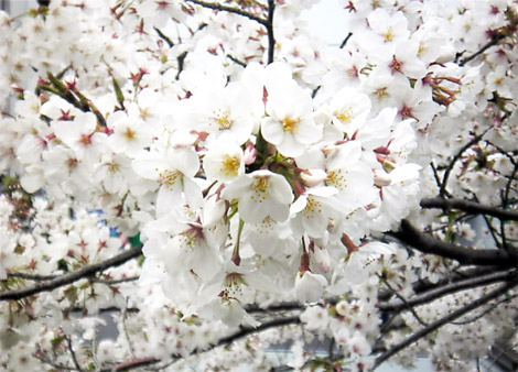 YUJI.07.04.09.00.jpg