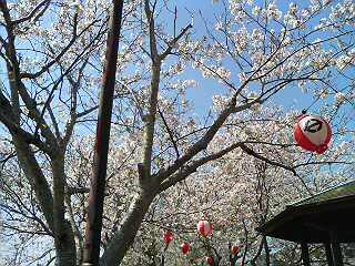 nr.424.chouchinsakura.jpg