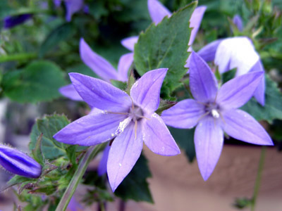 yoneda.alpenblue.5.3.jpg