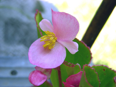 yoneda.begonia.5.21.jpg