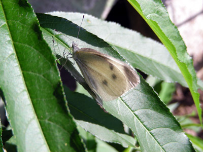 yoneda.chou.5.31.jpg