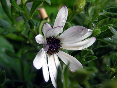 yoneda.dimorufoseka.4.17.jpg