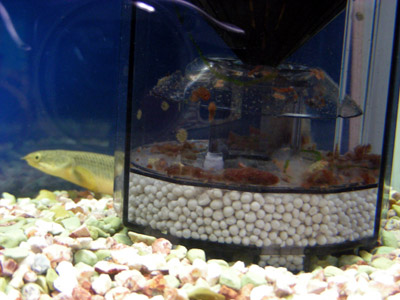 yoneda.fishlet.5.3.jpg