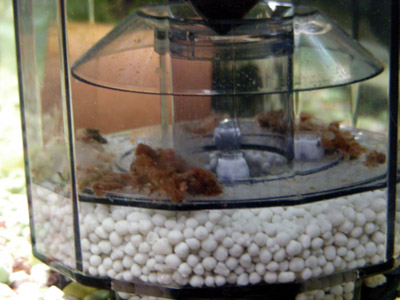 yoneda.fishlet1.4.20.jpg