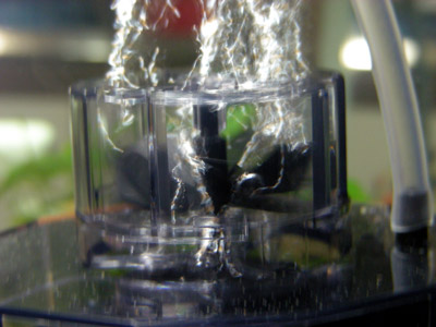 yoneda.fishlet2.4.20.jpg