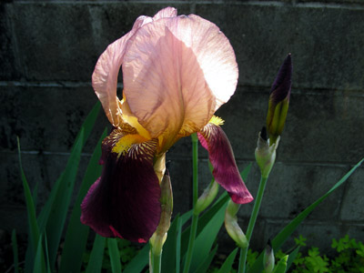 yoneda.kakitubata.4.27.jpg
