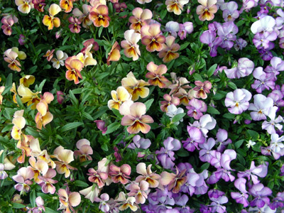yoneda.panjii.4.26.jpg