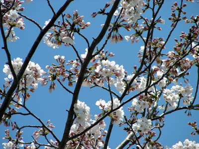 yoneda.sakura.4.5.jpg