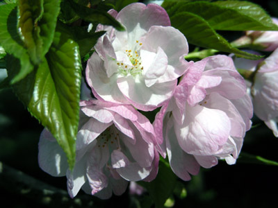 yoneda.yaesakura.4.3.jpg